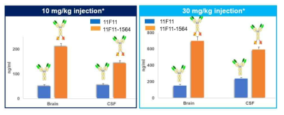 CSF, brain 분석을 통해 확인한 단독항체 대비 이중항체의 BBB 통과능 분석 결과 *이중특이항체는 단독항체와 동일 mol 수로 투여됨