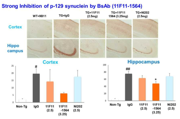 Phosphor-serine 129-α-synuclein 분석 결과