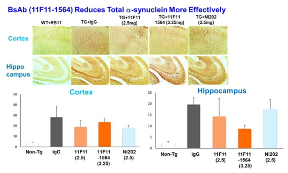 항체 투여에 의한 total α-synuclein 변화 분석 결과