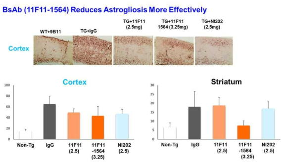 GFAP staining을 통해 확인한 Astrogliosis 분석 결과