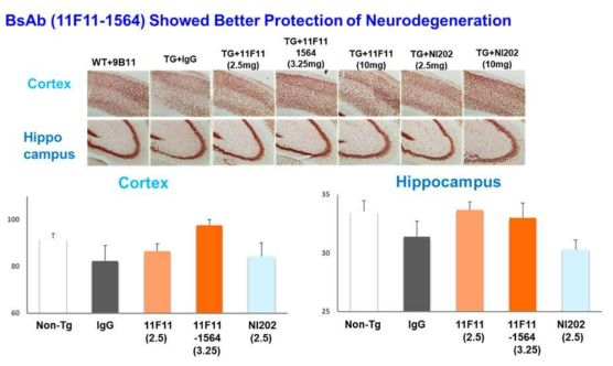 NeuN staining을 통해 확인한 mature neuron 형성에 대한 항체의 효능 분석 결과