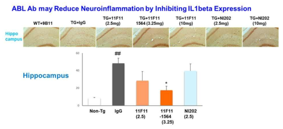 IL-1 beta staining을 통해 확인한 neuroinflammation 억제에 대한 항체의 효능 분석 결과