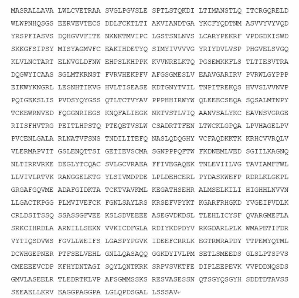 Rabbit VEGFR2/KDR full sequence (GeneBank NM 01195670)