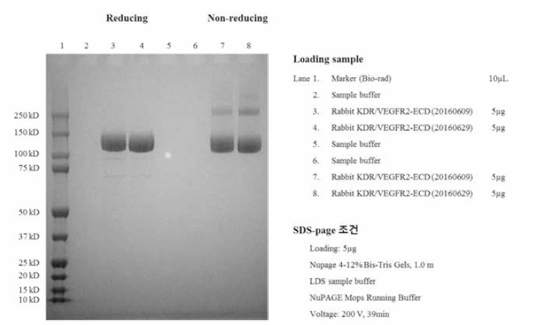 SDS-PAGE 결과