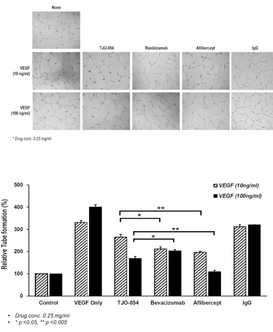 약물 처리에 따른 HUVEC의 혈관 형성 억제 효능 확인