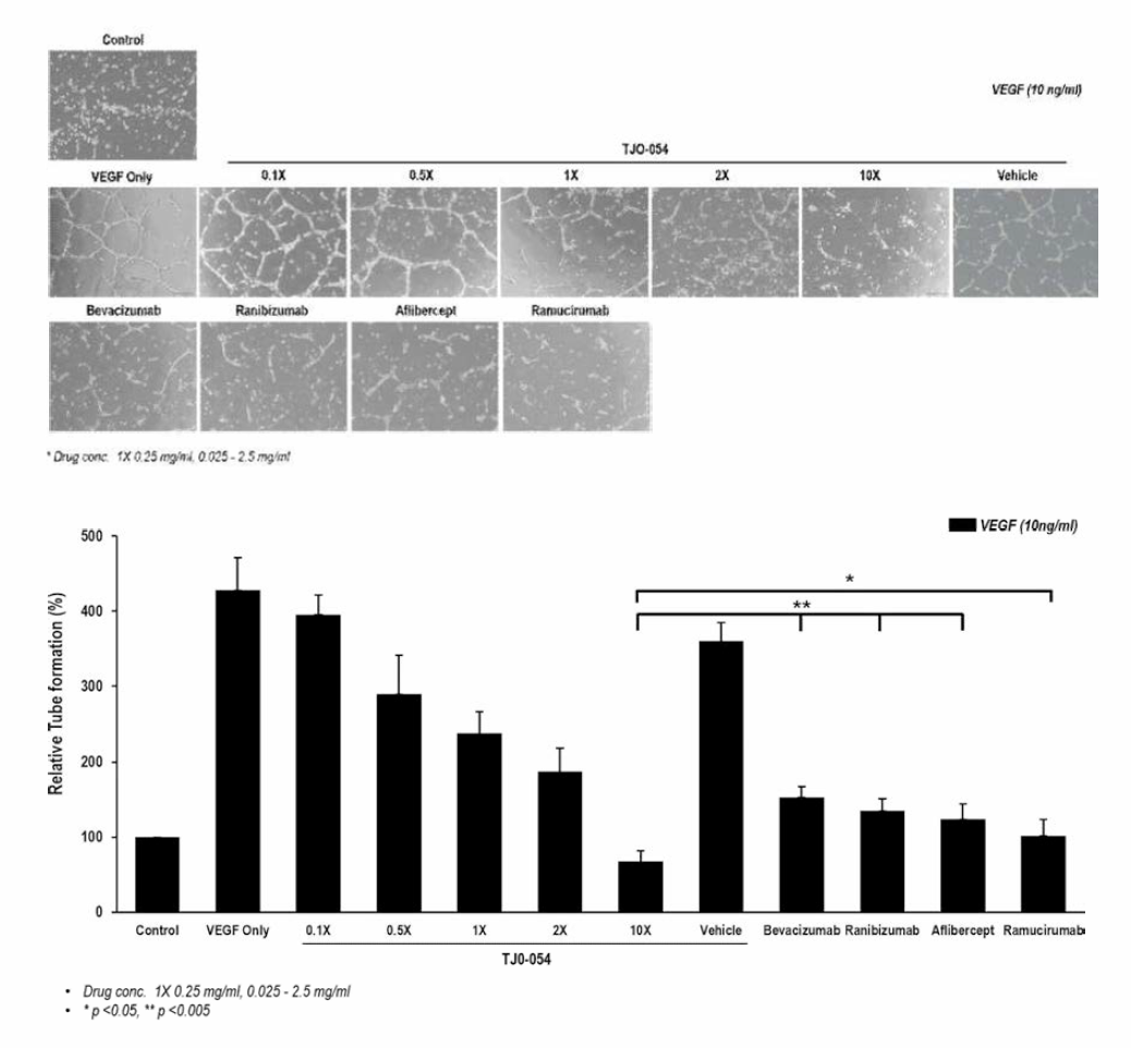 약물 처리에 따른 HRMEC의 혈관 형성 억제 효능 확인