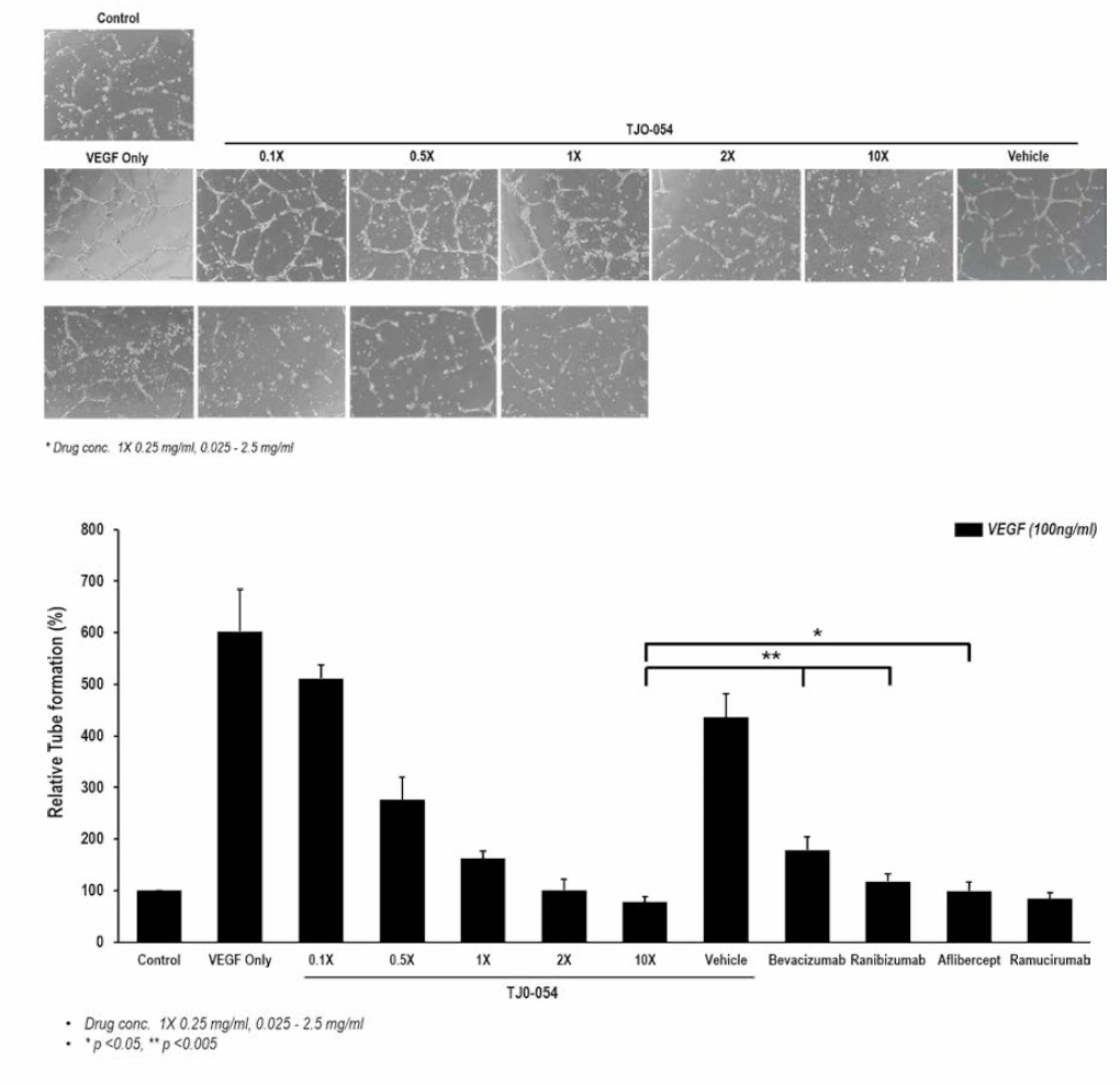 약물 처리에 따른 HRMEC의 혈관 형성 억제 효능 확인