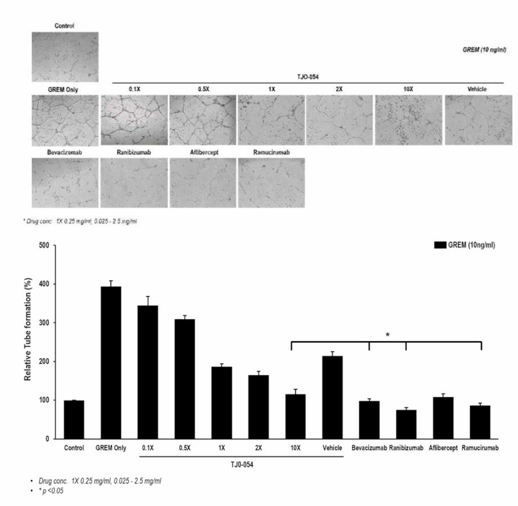 약물 처리에 따른 HRMEC의 혈관 형성 억제 효능 확인