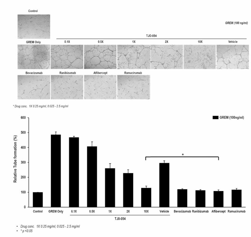 약물 처리에 따른 HRMEC의 혈관 형성 억제 효능 확인