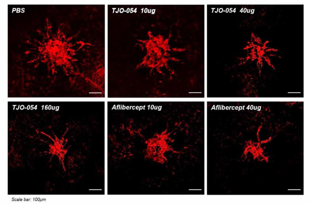 [prevention arm] CNV 생성 전 안구 내 주사를 통한 TJO-054 (TTAC-0001)의 신생혈관 생성 억제 효과 확인