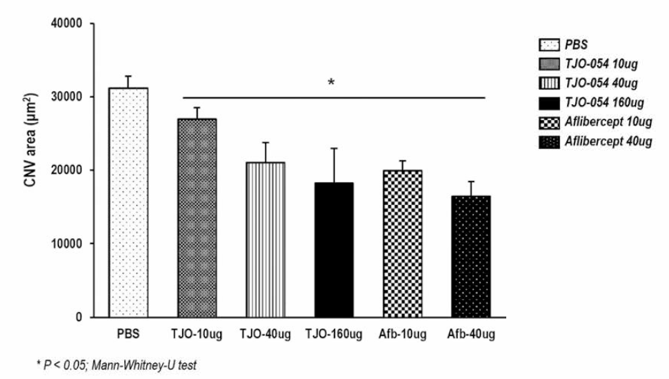 [prevention arm] CNV 생성 전 안구 내 주사를 통한 TJO-054 (TTAC-0001)의 신생혈관 생성 억제 효과 확인