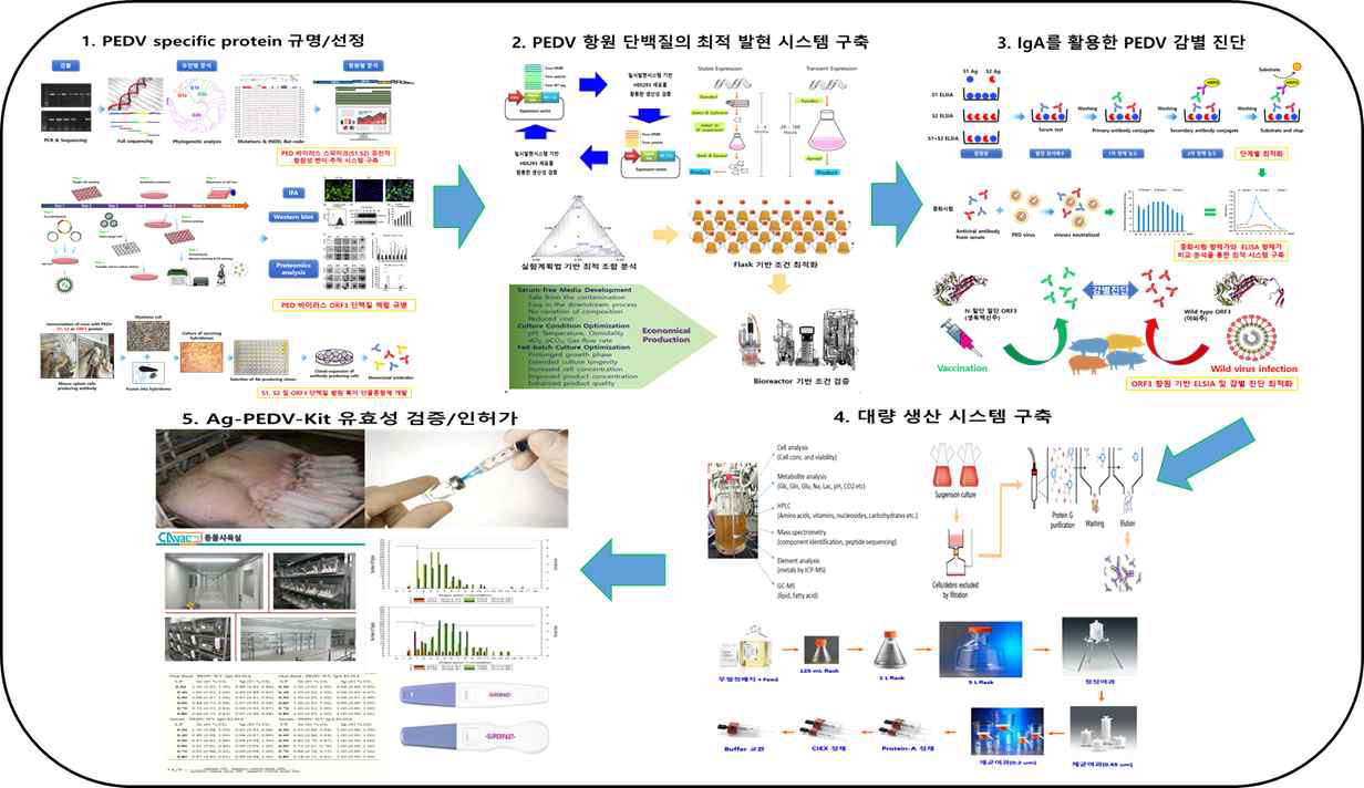 개발 연구 모식도