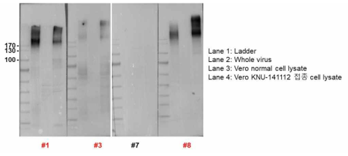 PED 바이러스 S1 특이 단클론항체 Western blot 반응성 확인