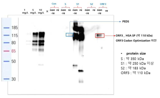 PED 바이러스 유래 단백질의 생산성 검증