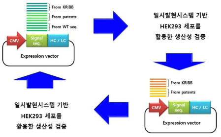 동물세포배양 기반 분비서열 최적화 전략