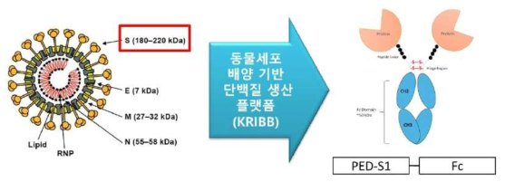 PED 바이러스 유래 단백질 S1의 진단단백질 활용을 위한 전략