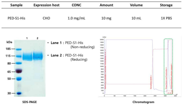 PED 바이러스 유래 단백질 S1-His 단백질 생산 검증 결과