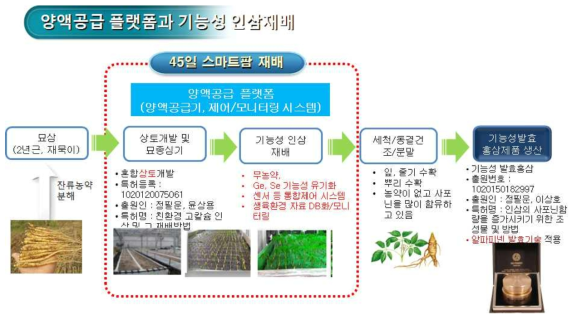 묘삼의 기능성 재배 과정