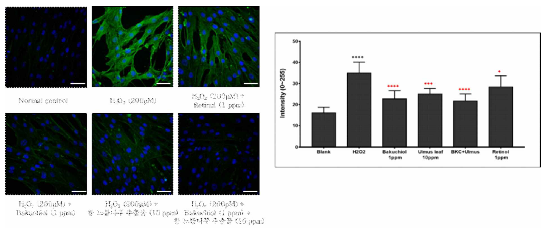세포 내 탄화 단백질 생성 측정 결과. 과산화수소로 유도된 탄화단백질 생성이 각각의 시료 처리에 의해 감소되는 것을 DNPH assay를 이용하여 측정함 (green: carbonylated protein). 이미지 분석 결과，모든 시료에서 통계적으로 유의한 감소가 나타남. (bar = 50 μM)