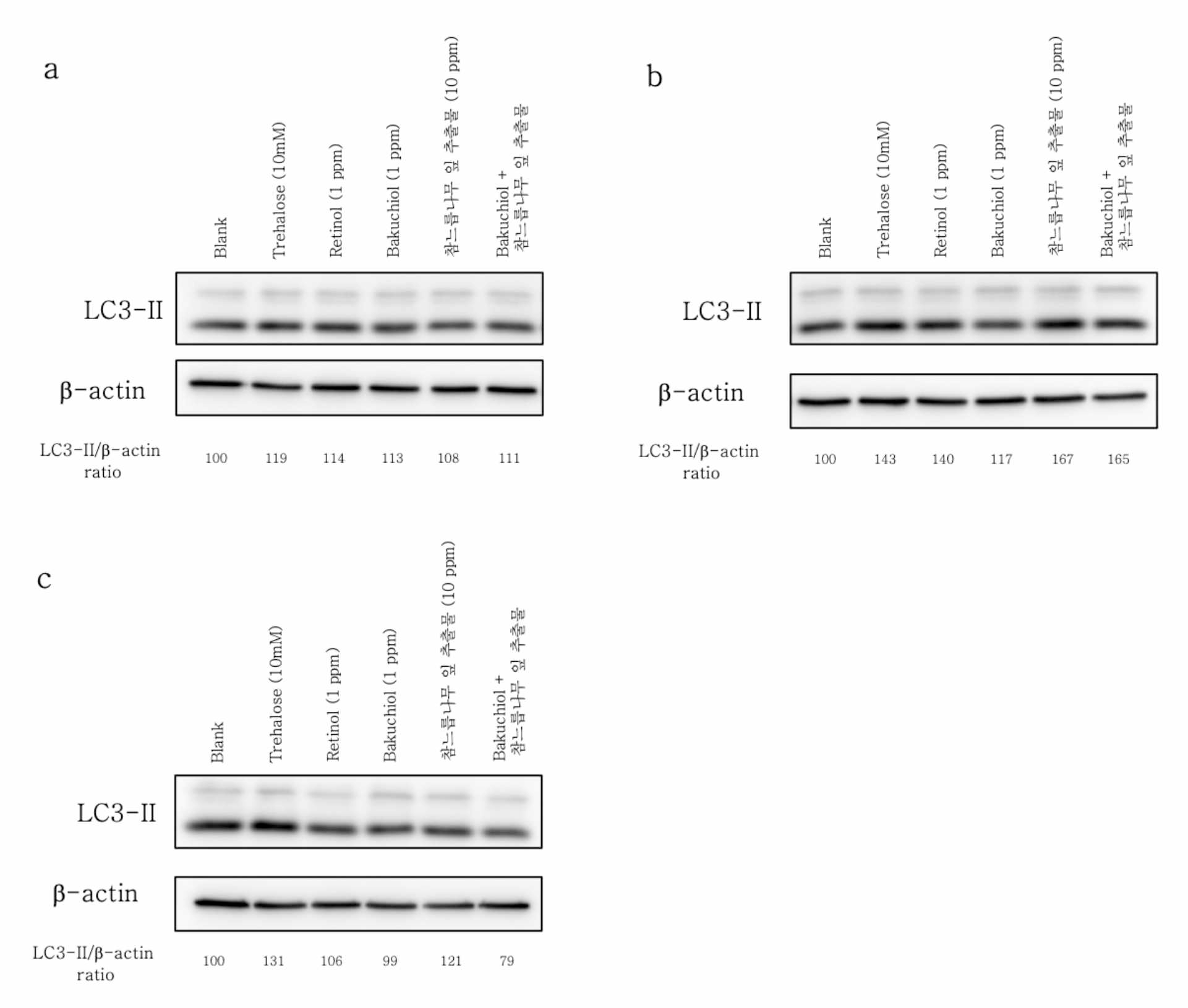 개발 소재에 의한 인체 피부 진피 섬유아세포 자가포식 활성화 측정 결과. 처리 후 6 시간 (a), 24 시간 (b)，48 시간 (c) 후 자가포식 지표 단백질 (LC3-II) 발현 증가를 관찰한 결과 24시간과 48시간 후 자가포식 활성화가 관찰됨