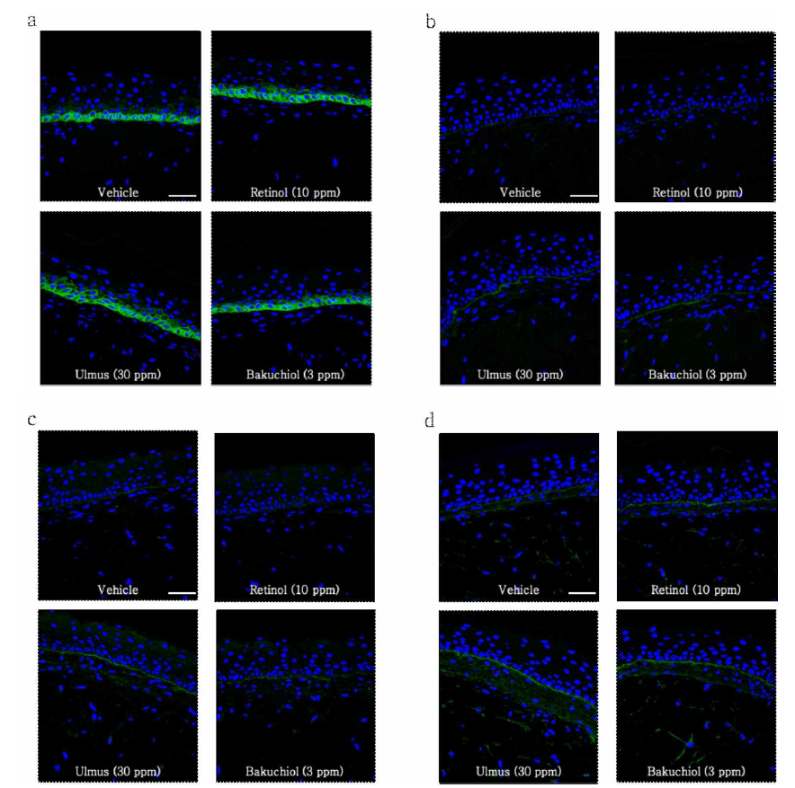 개발 소재에 의한 dermal-epidermal junction (DEJ) 단백질 발현의 변화 측정 결과. Collagen 17 (a), Laminin (b), Nidogen (c)，Collagen 7 (d) 모두 개발 소재에 의해 발현이 증가되는 것으로 나타남