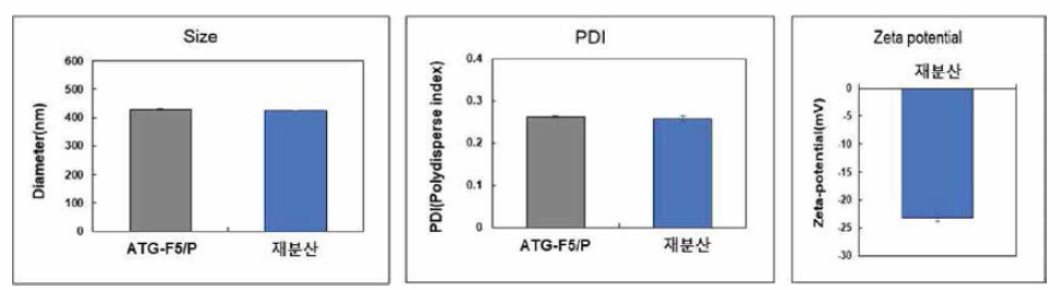 양친매성 고분자 코팅 균주의 재분산 후 크기 및 분산도，표면전하의 변화