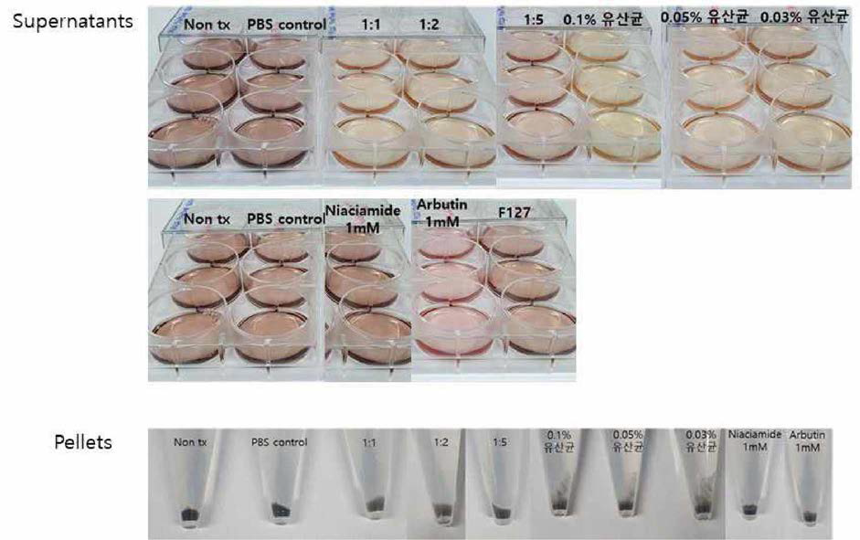 유산균 함유 개발 제형 처리 후 세포 성장 관찰 결과