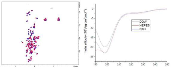 실험버퍼조건 확립. 온도 조건에 의한 NMR 스펙트럼 변화 283K (검정), 293K(파랑), 310K(빨강) (좌), CD를 이용하여 Buffer 조성에 의한 2차구조가 random coil로 변화 없음을 확인