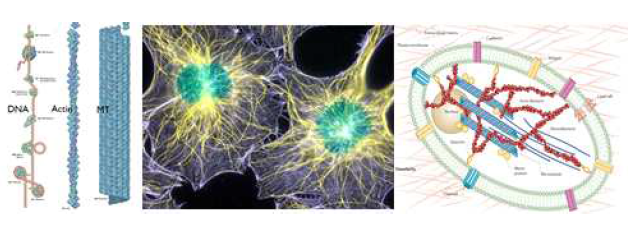 (Left) 세포 속에 존재하는 세 가지 주요 필라멘트. 왼쪽에서부터 DNA, 액틴 그리고 마이크로튜불. (Middle) 세포 표면을 액틴(purple)이 감싸고 있고, 마이크로튜불(yellow)이 DNA(green)를 향해 뻗어있다. (Right) 모델 세포막 내부에서 세포골격 단백질의 성장과 분해를 제어하는 연구를 제안한다