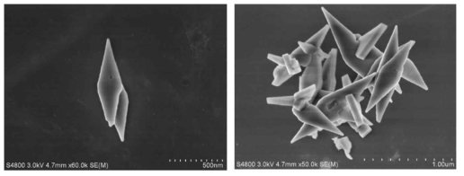 합성된 KBSI-LFP-1에 대한 전자현미경 사진