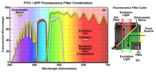 형광현미경의 특징 및 필터 구성도, http://zeiss-campus.magnet.fsu.edu/articles/basics/fluorescence.html