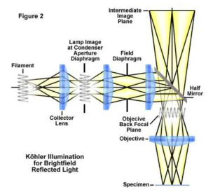 Köhler illumination (https://micro.magnet.fsu.edu/primer/anatomy/reflectkohler.html)