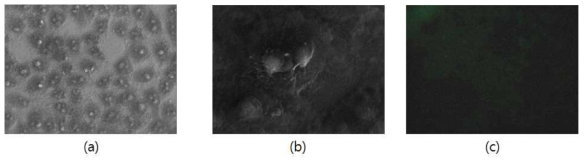 Pt 코팅후의 HeLa cell 관찰 (a) 전자현미경 1,000 배, (b) 전자현미경 5,000 배, (c)형과현미경 이미지
