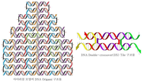DNA Origami 구조물 및 Unit Tile 구조물, [Rothemund et al., Nature, 440, 297. (2006)]