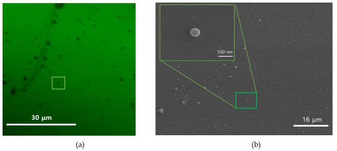 공초점 현미경 분해능 측정 실험, (a) 공초점 현미경 이미지, (b) 전자현미경 이미지