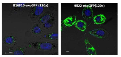 엑소좀 형광 (CD63-GFP)이 발현된 암 세포주 (좌) 피부암(B16F10), (우)비소세포폐암(H522)