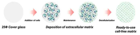세포유래 세포외기질물질 획득조건 확립 및 최적화