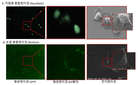 융합현미경으로 관찰한 엑소좀 형광 발현 세포 (A) 직립형 융합현미경(Nanoflash), (B) 도립형 융합현미경(Bioflash)로 각각 관찰한 세포