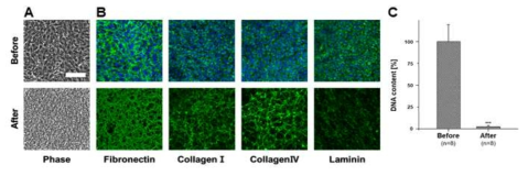 탈세포를 통한 섬유아세포 유래 세포외기질물질 분석. (A,B)탈세포 전후 세포외기질내 나노섬유다발(피브로넥틴, 콜라겐1, 콜라겐4, 라미닌)의 위상차(A), 면역형광염색(B) 이미지 (scale bar: 100μm), (C) 세포외기질물질 내 잔여 DNA양 측정 및 정량화