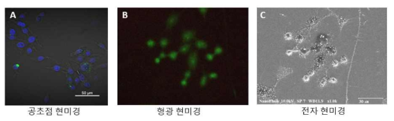 형광 엑소좀을 처리한 대식세포의 공초점 현미경 및 융합현미경 관찰. (A) 공초점 현미경 관찰 (Blue:핵, Green: CD63-GFP), (B,C) 융합현미경 Nanoflash