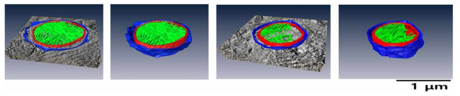 Electron tomography를 이용한 생쥐 뇌 신경세포 미토콘드리아의 3차원 이미지