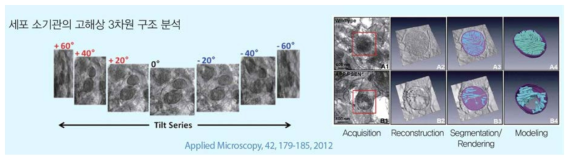투과전자현미경 기반 전자토모그래피 기술을 이용한 세포소기관 3차원 구조분석 예시