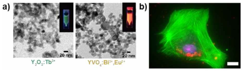 (a) 초록색과 주황색을 띠도록 합성된 RE3+-doped nanocrystals의 투과전자현미경 사진(λex = 254 nm). (b) 인간 혈관 내피 세포(human vascular endothelial cells) 내 주입 된 YVO4:Bi3+, Eu3+ nanocrystals(붉은색) 형광현미경 사진. 세포 골격(cytoskeleton)은 Alexa 488 Phalloidin(초록색)으로, 핵(nucleus)은 DRAQ5(보라색)으로 염색. Scale bar: 25 μm. (Nano Lett. 2019, 19, 6013−6018)
