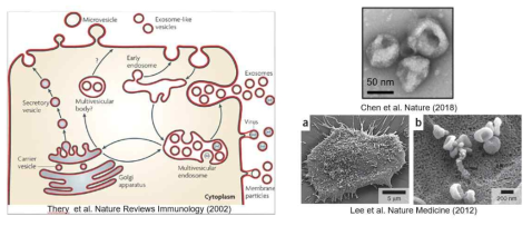 세포외소포체의 생성 기작 및 전자현미경 관찰 이미지
