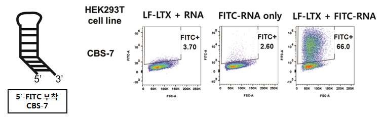 이중나선 굽힘 RNA (CBS-7 RNA)의 세포내 전달능 확인