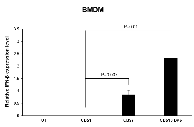 마우스 골수유래 대식세포 (BMDM)에서 CBS-7, CBS-13-BPS에 의해 유도된 IFN-β 생성