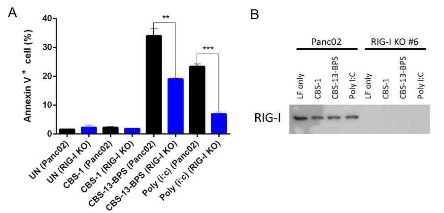 마우스 췌장암 세포주 (Panc02)에서 이중나선 굽힘 CBS-13-BPS RNA의 RIG-I 의존성 확인