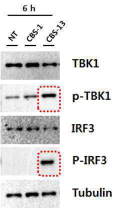 이중나선 굽힘 RNA (CBS-13-BPS)에 의해 유도된 TBK1과 IRF3의 인산화. NT (no treatment), CBS-1을 음성대조군으로 사용