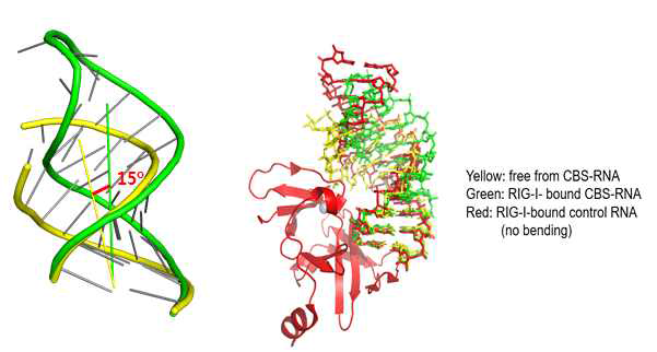 Free 상태의 CBS RNA와 RIG-I bound 상태의 CBS RNA의 구조 비교