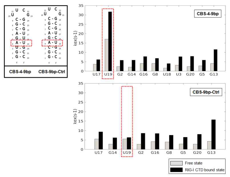 Free 상태의 CBS RNA 및 RIG-I CTD와의 결합 상태의 hydrogen exchange rate (kex) 확인